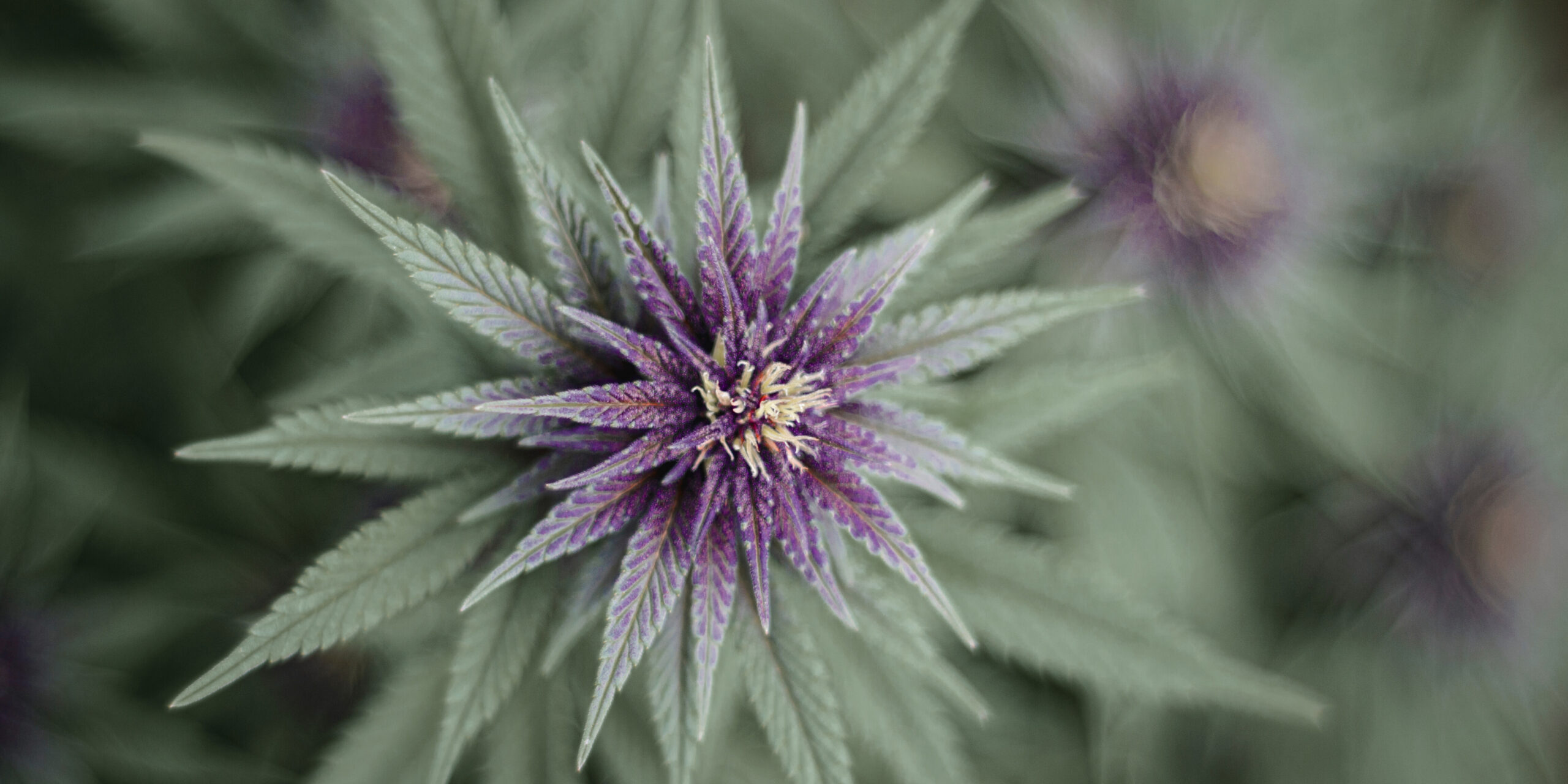 Cannabisblüte in Grün und Lila als Symbol für verbreitete Cannabis-Mythen und deren Aufklärung