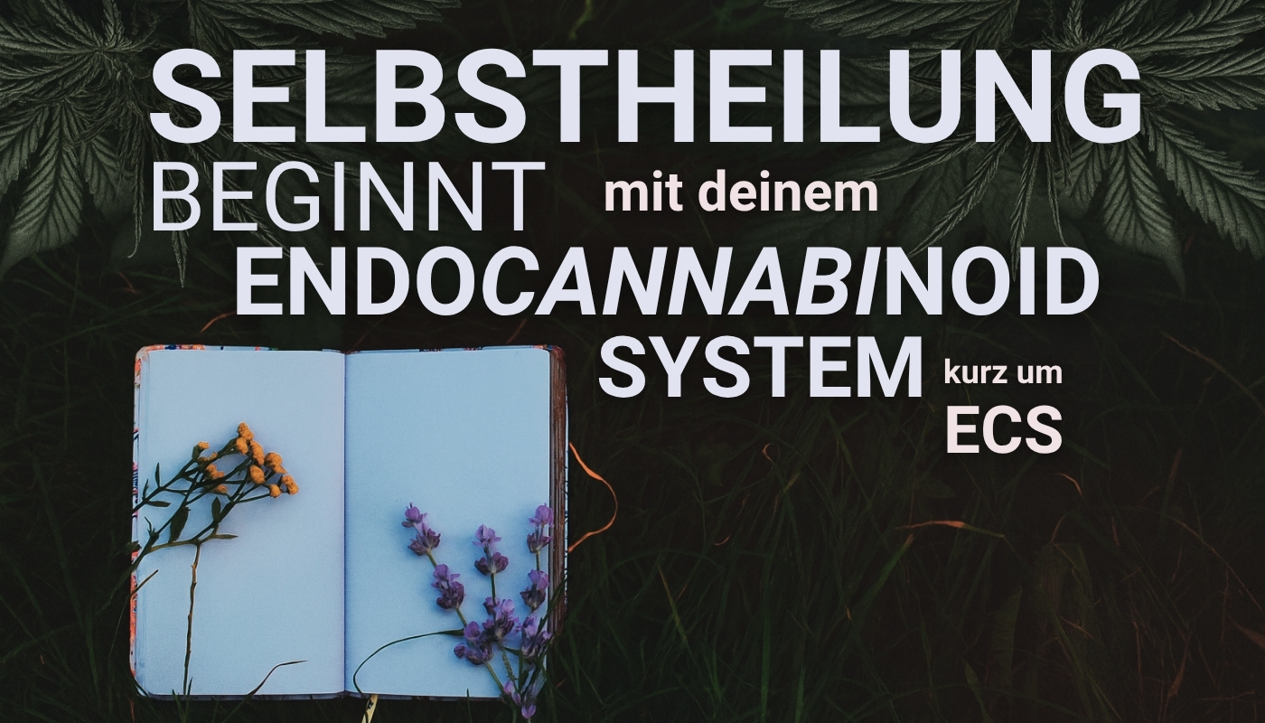 Textgrafik mit dem Spruch „Selbstheilung beginnt mit deinem Endocannabinoid-System, kurz um ECS“ – im Hintergrund Hanfblätter und ein Notizbuch mit Heilpflanzen. Symbolisiert die natürliche Hanf Wirkung auf das körpereigene Gleichgewicht.