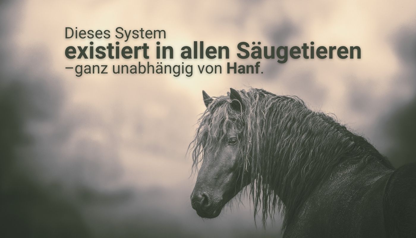 Porträt eines schwarzen Pferdes mit nassem, welligem Fell im Nebel – daneben der Text: „Dieses System existiert in allen Säugetieren – ganz unabhängig von Hanf“. Verdeutlicht, dass die Hanf Wirkung auf ein bereits natürlich vorhandenes System im Körper wirkt