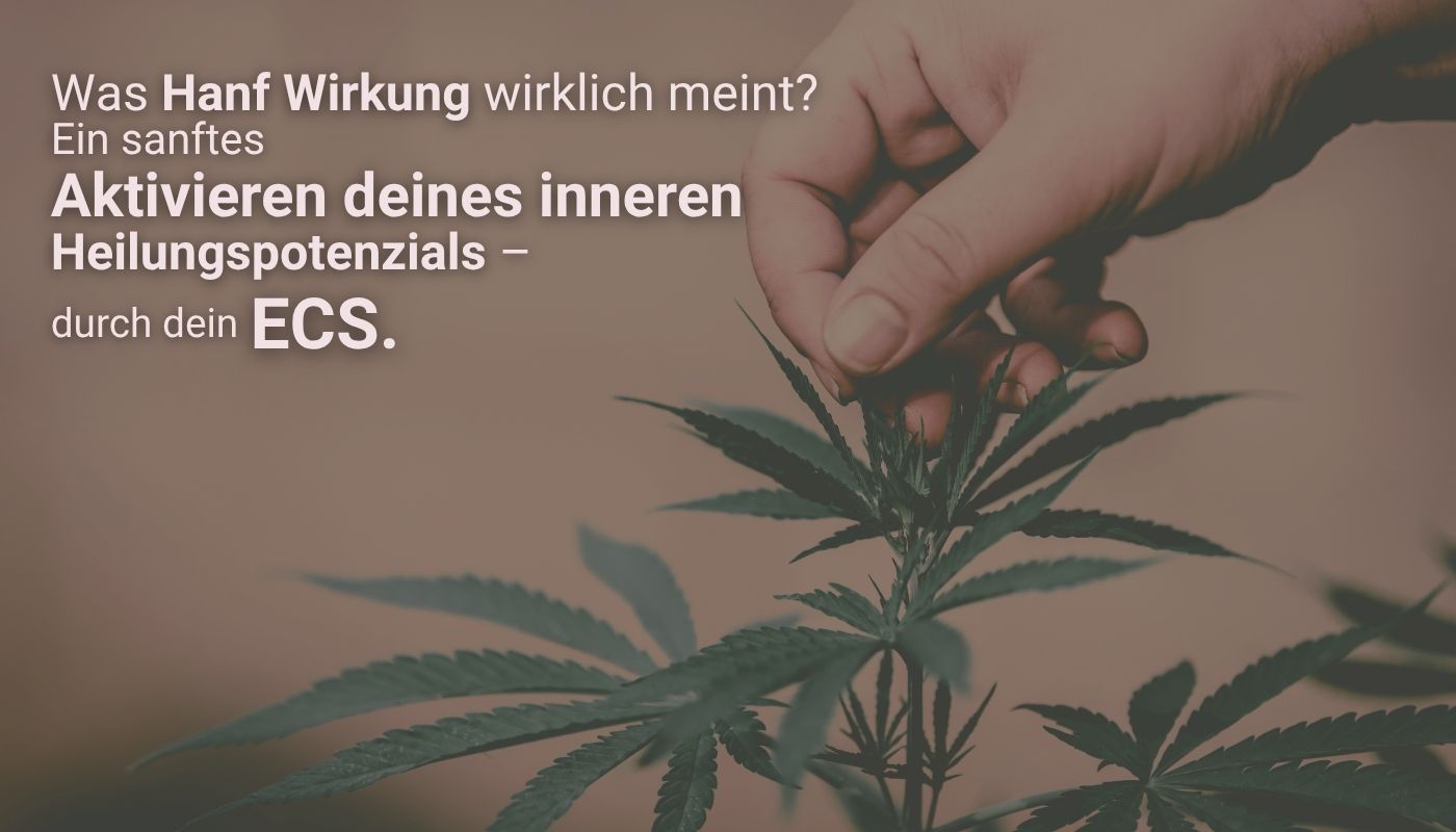 Was Hanf Wirkung wirklich meint? Aktivieren deines inneren Heilungspotentials-durch dein ECS.