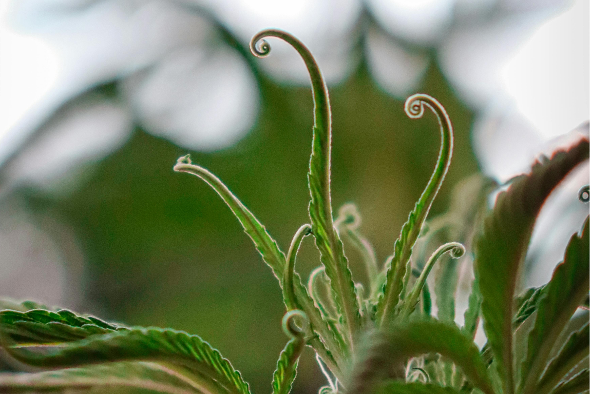 Makroaufnahme einer Hanfpflanze – Symbolbild für Hanf ohne Rausch. Foto von José Leandro / Pexels